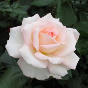 BLOOM OF RUTH (hybrid tea)